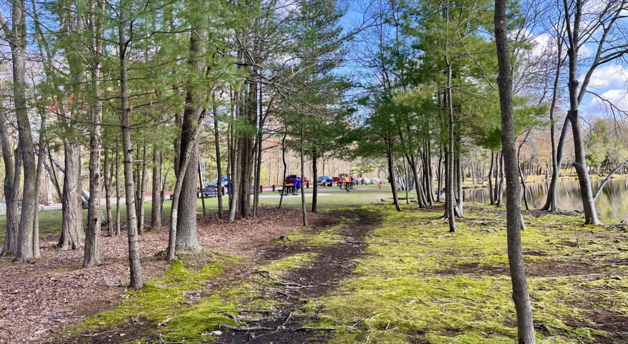 A photograph of a narrow trail through a mossy area with scattered trees.