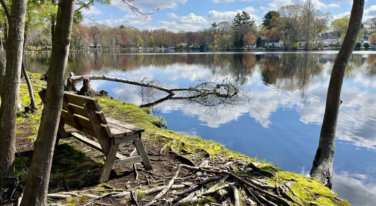 A photograph of a bench overlooking a lake, with roots and moss on the ground.