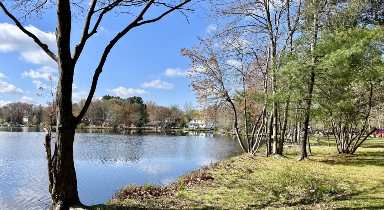 A photograph of a lake with a grassy shore and scattered trees.