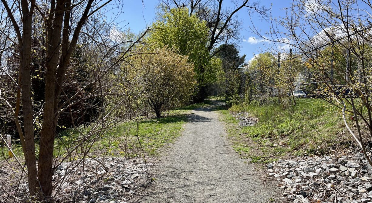 A photograph of a wide trail through a grassy area with trees and ornamental plantings.