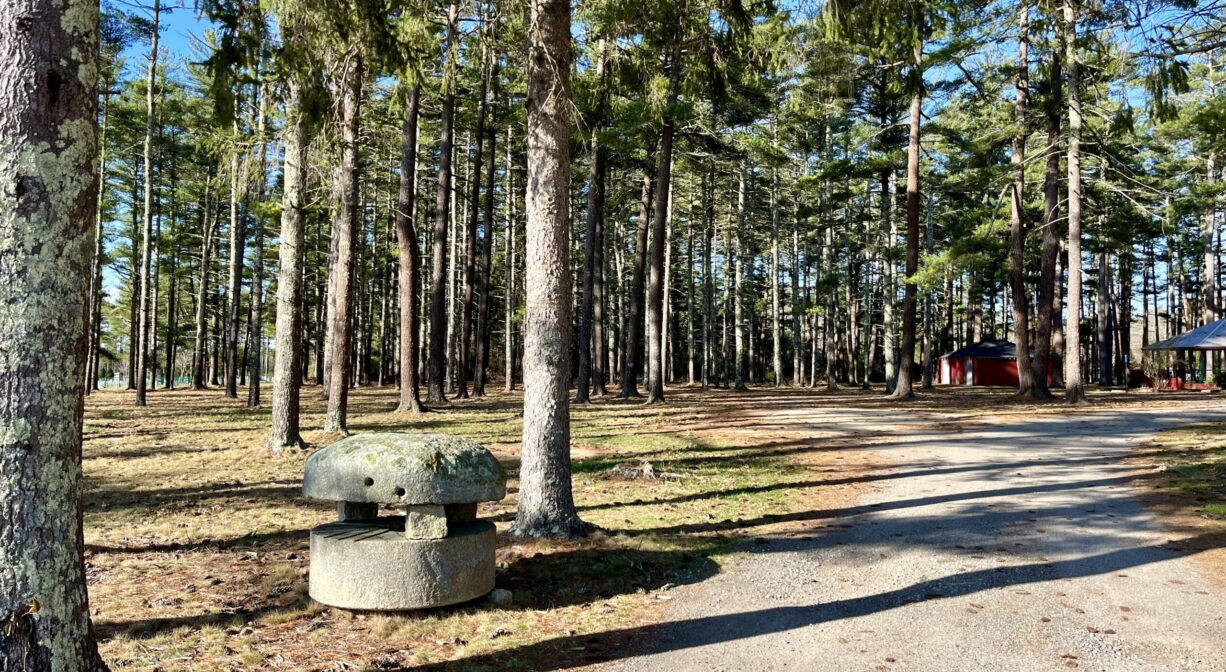A photograph of a property entrance, lined with pine trees.
