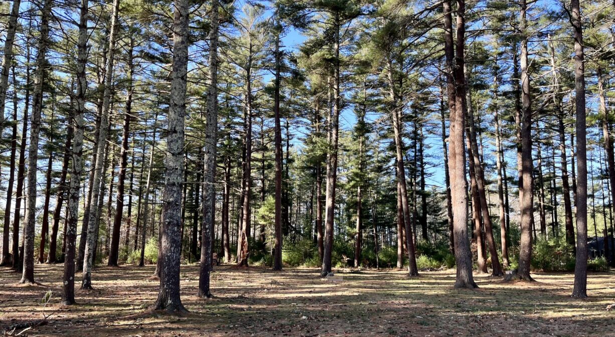 A photograph of a spacious pine forest.