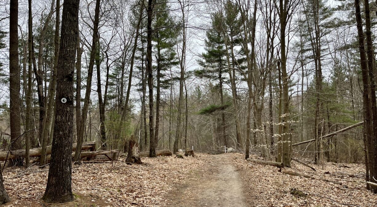 A photograph of a wide forest trail.