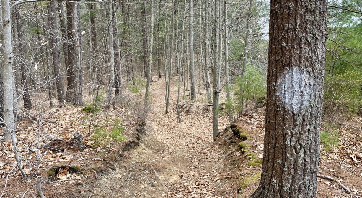 A photograph of a forest trail with a large white blaze on one tree.