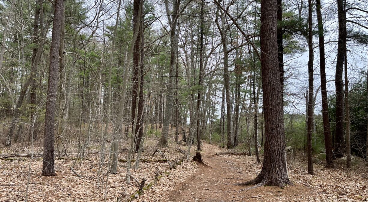 A photograph of a forest trail.