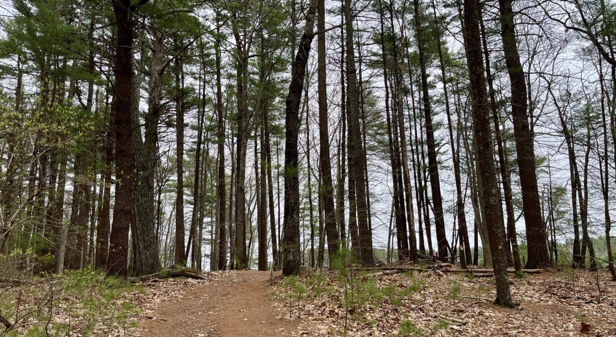 A photograph of a forest trail, heading uphill.