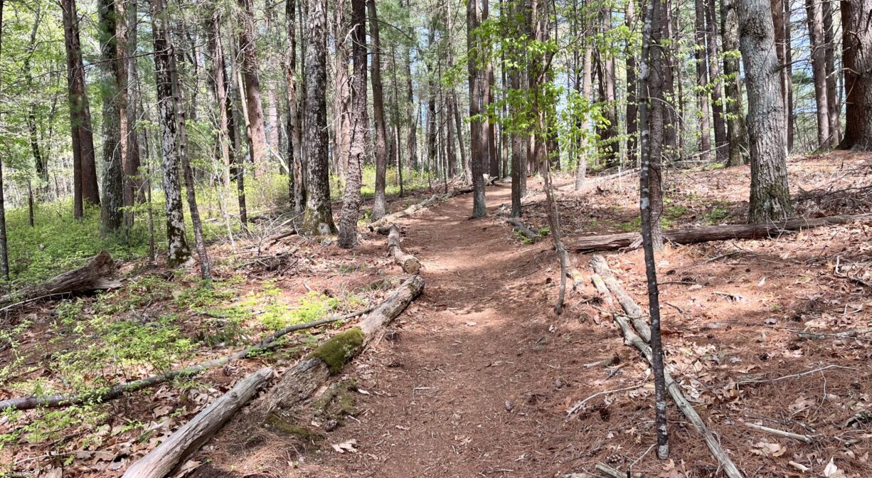 A photograph of a forest trail lined with fallen branches.