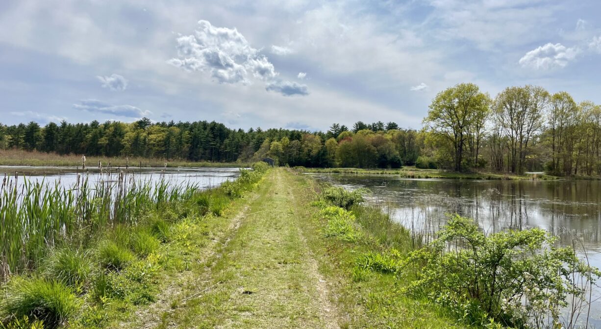 A photograph of a wide green trail between two ponds, with trees in the distance.