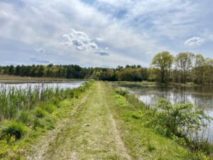 A photograph of a wide green trail between two ponds, with trees in the distance.