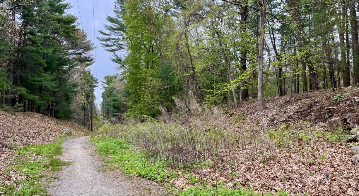 A photograph of a trail along a power easement with woods on both sides.