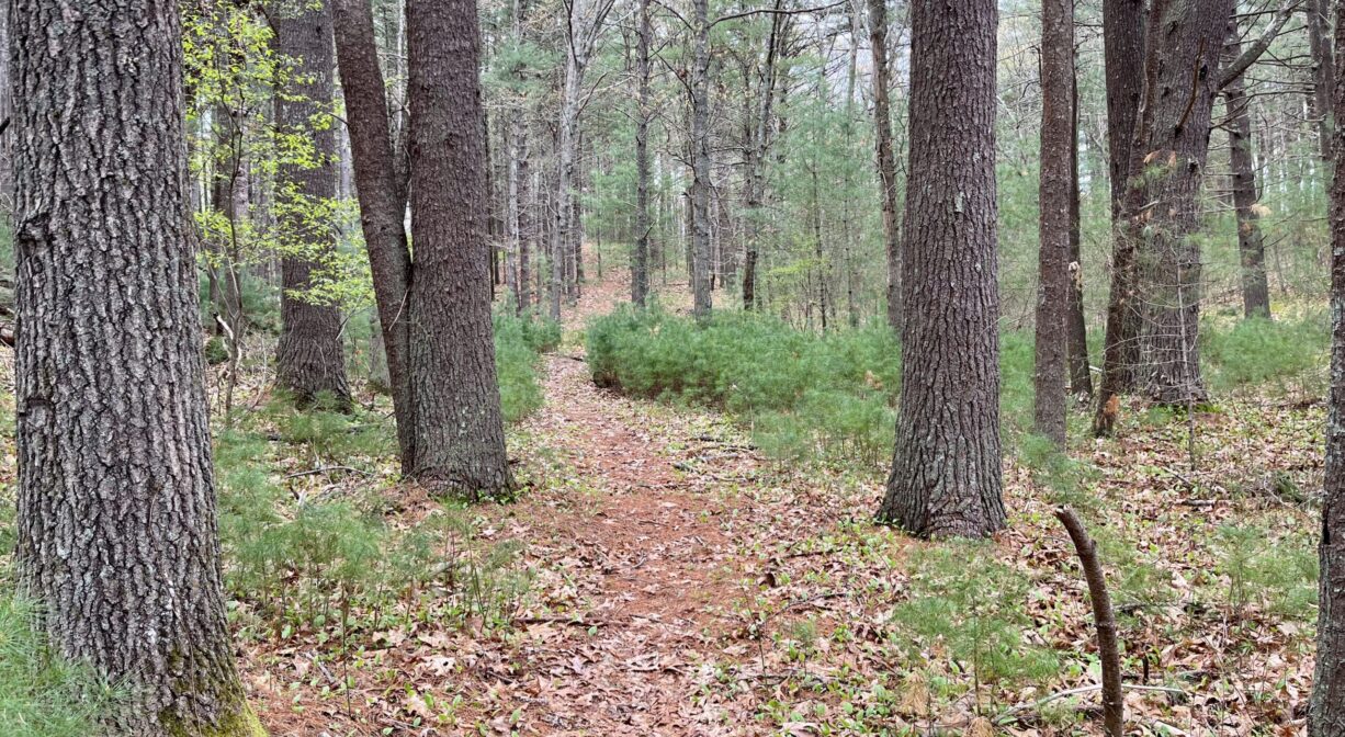 A photograph of a trail through a pine forest.