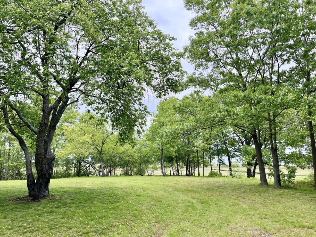 A photograph of a grassy tree-lined clearing.