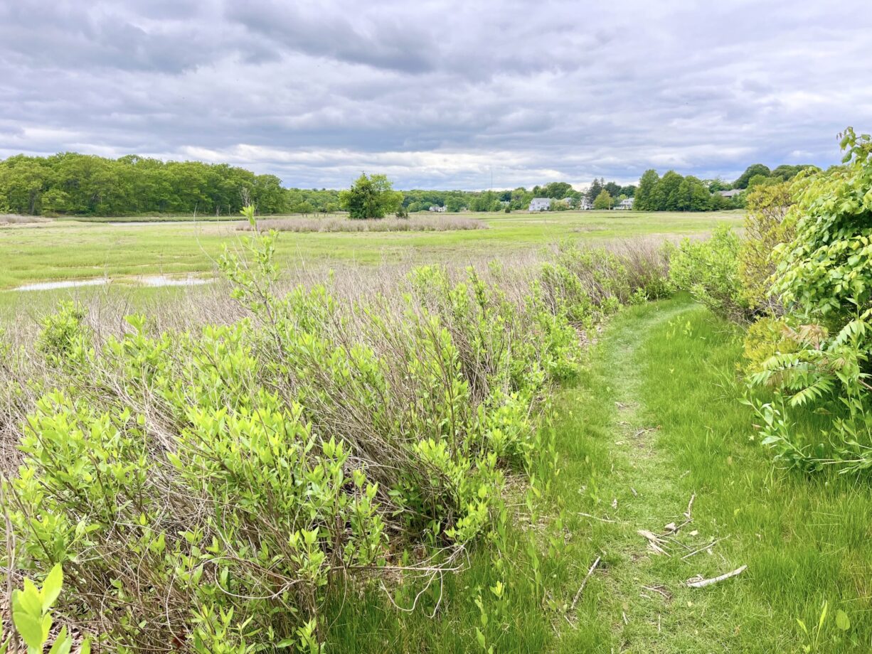 A photograph of a narrow trail beside a salt marsh.